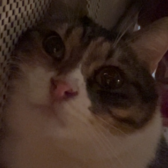 Meet your Posher - Picture 1 of 1